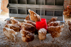 “Al langere tijd is er in de veehouderij grote onzekerheid en mengvoederbedrijven hadden relatief weinig aankoop. Reden voor voer-inkopers om te hamsteren