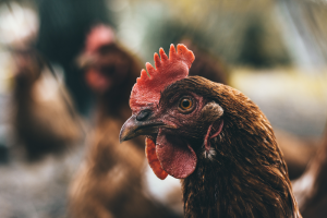 impact van het PEC in de pluimveehouderij