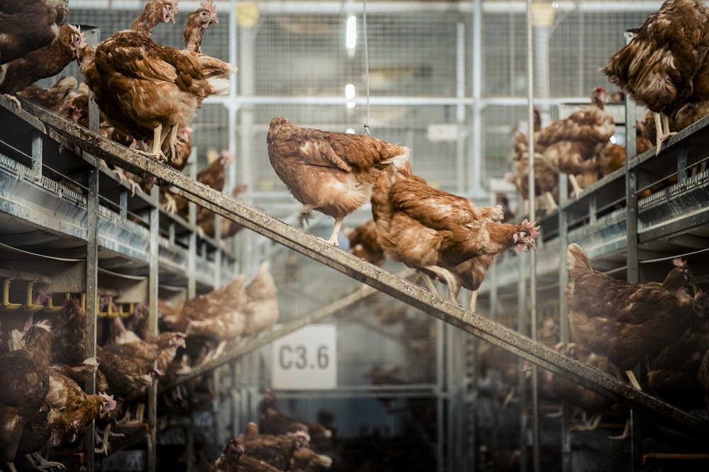 Beschermingsmechanismen van broedeieren tegen pathogenen en de aanwezigheid van cuticula