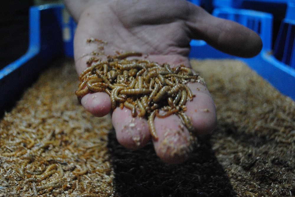 Insecten krioelen langzaam de stal in