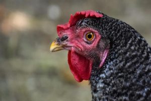 De Internationale Organisatie voor Diergezondheid (OIE) meldt dat in Rusland twee uitbraken van Newcastle disease (NCD) zijn geweest.