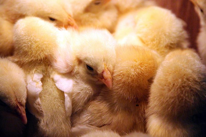 Betere gezondheid bij kuikens die direct uitkomen in de stal