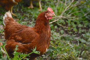 Vogelgriepsituatie zorgelijk, update vanuit AVINED