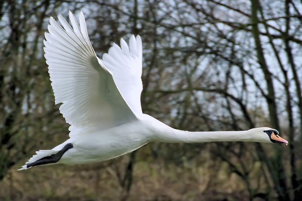 Vogelgriep