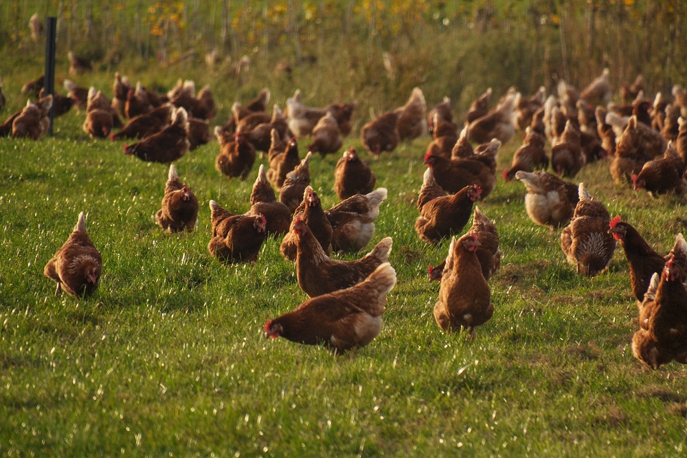 Toename in het aantal Europese vogelgriep uitbraken