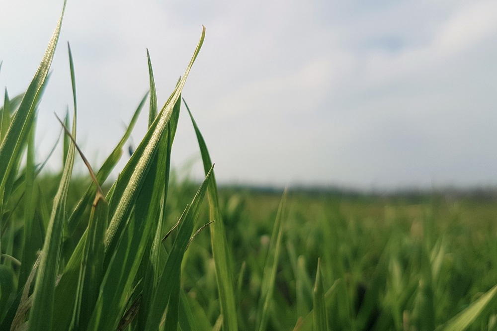 Eiwit uit gras als circulaire grondstof voor varkens en pluimvee