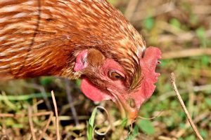 Aantal haarden van vogelgriep schiet in Frankrijk de hoogte in