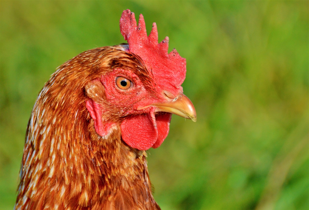 Bioveiligheid in de pluimvee sector verbeteren