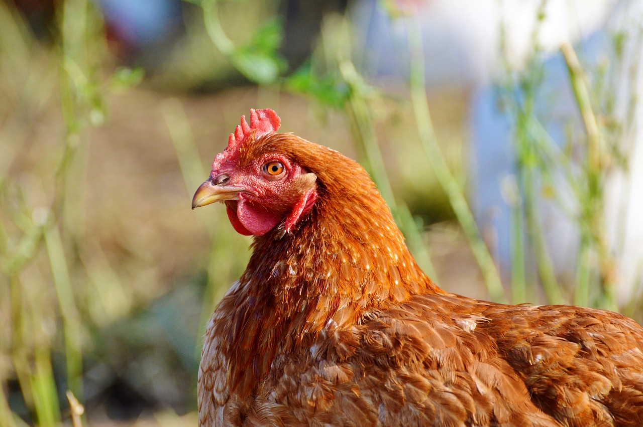 Legpluimveehouders ForFarmers over op flexibel voeren