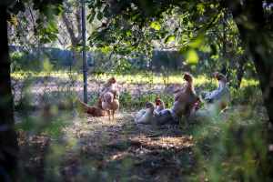 Vlaamse bioloog pleit voor streefwaarden dierenwelzijn