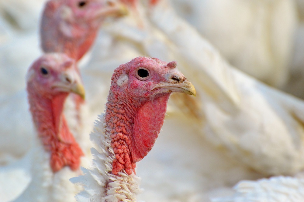 Vogelgriep op kalkoenbedrijf in Limburgse Weert (NL)