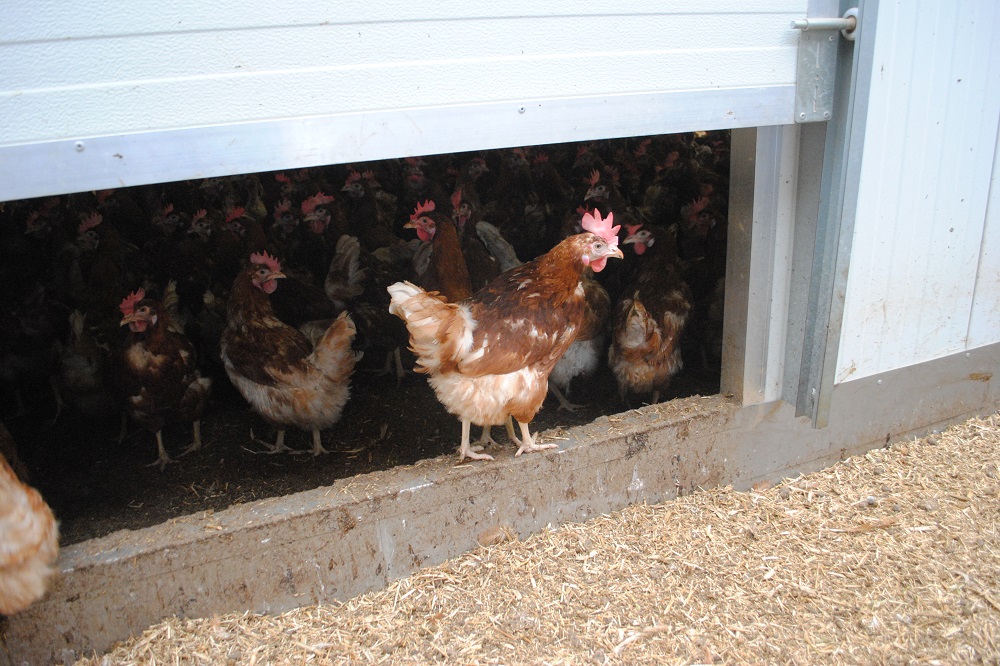 Vanaf woensdag vervallen preventieve maatregelen tegen vogelgriep