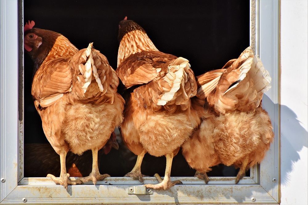 Ine Kempen nieuwe inhoudelijk manager Proefbedrijf Pluimveehouderij