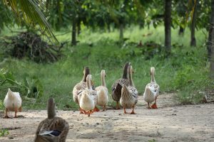 Derde besmetting met HPAI H5N8 door aangekochte besmette dieren