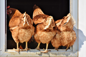 Succesvolle Trefdag Pluimveehouderij kent vervolgeditie