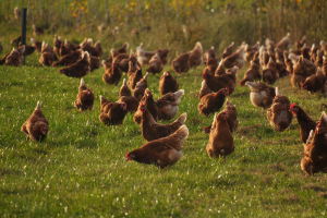 Vogelgriep vastgesteld bij pluimveebedrijf in Vinkeveen