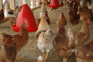 Onderzoekers werken aan vaccinproef tegen vogelgriepvirus