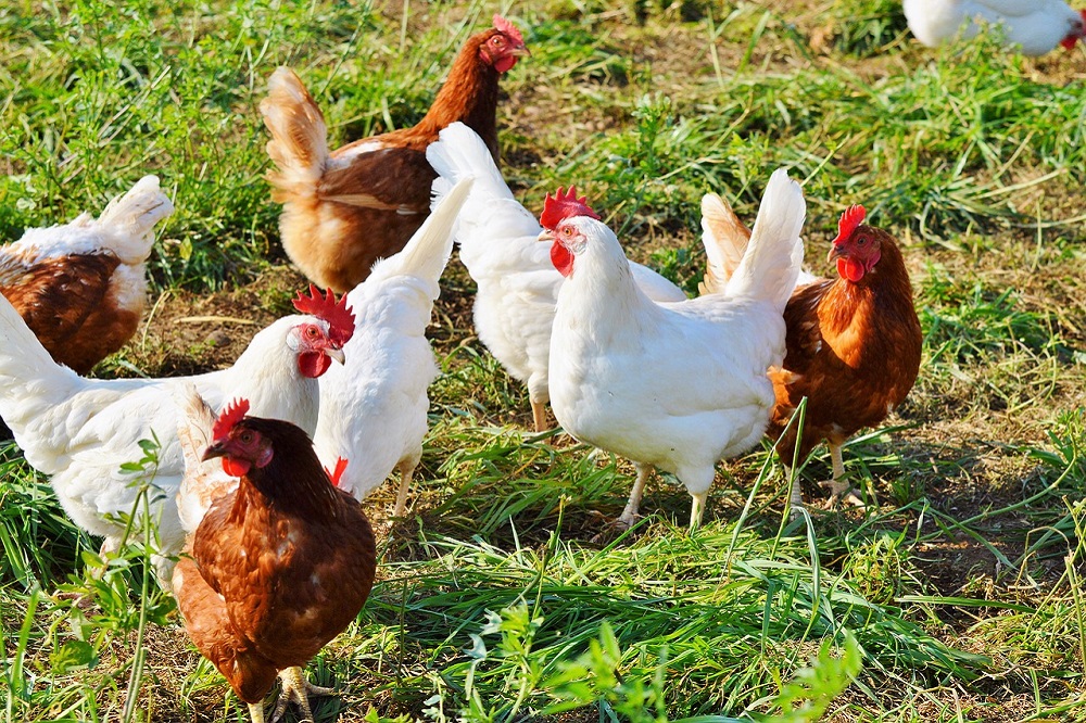 In 2022 zorgde de vogelgriep voor een intensief werkjaar voor het FAVV, de pluimveesector en andere betrokken actoren.