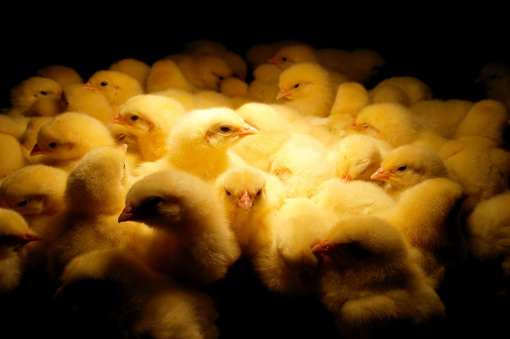 Braadkippenhouders waarschuwen voor impact vogelgriepmaatregelen