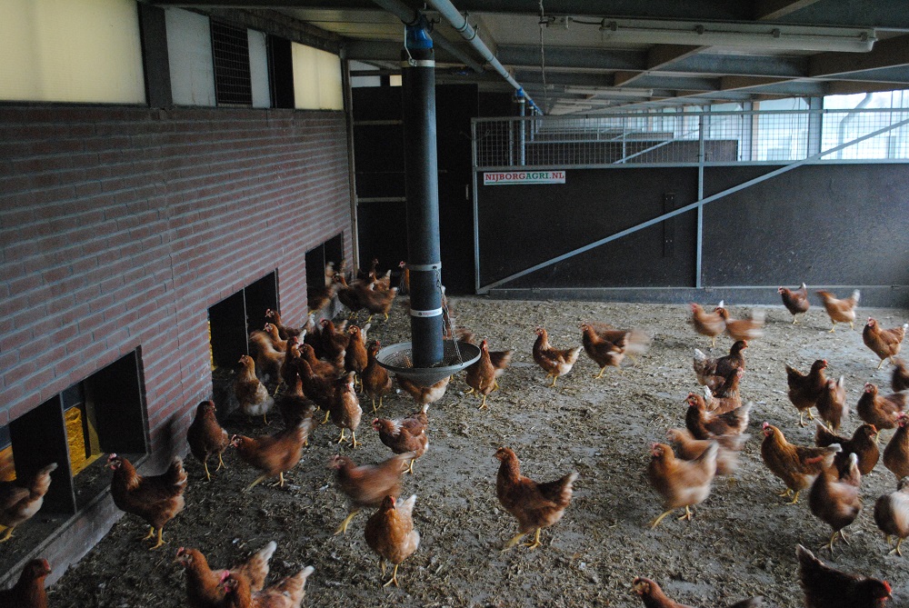 Vogelgriep vastgesteld in Eefde en Hierden