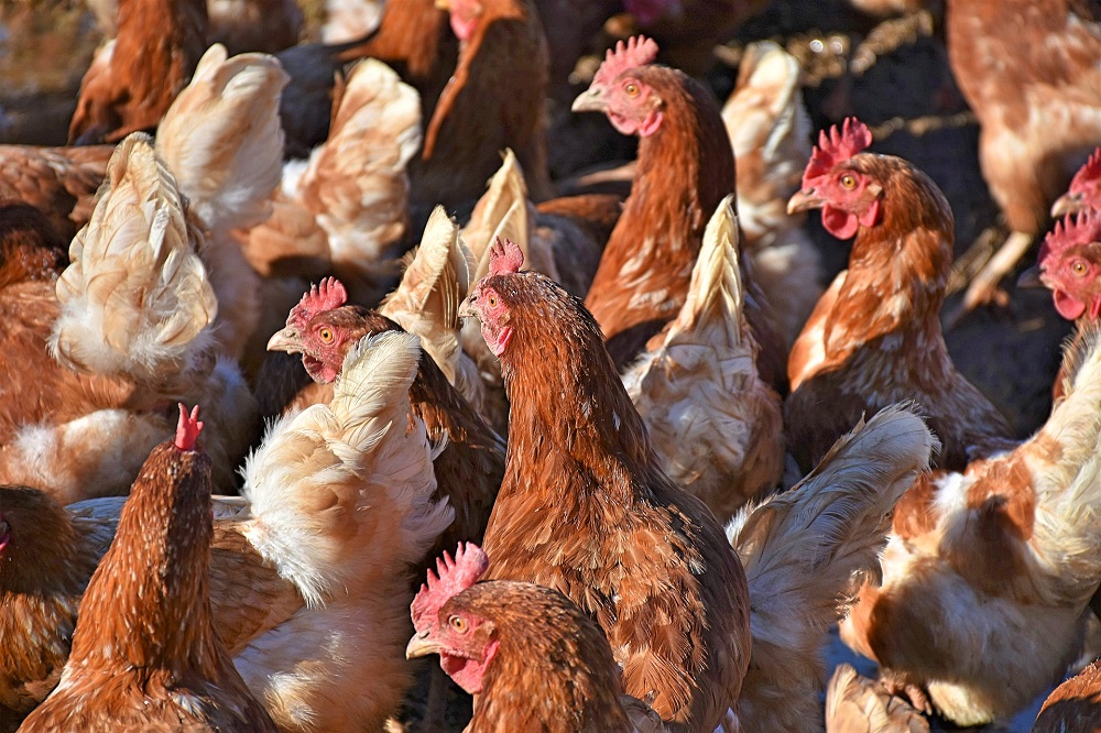 Vogelgriep op pluimveebedrijven in Zeewolde en Hierden