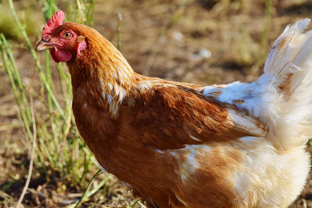 Nederland lijdt, maar hoe is de situatie van vogelgriep in België?