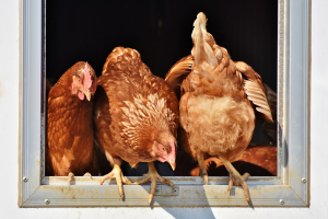 Europa gaat stap voor stap vooruit als het gaat om zorgvuldig beleid en management rondom het antibioticagebruik.