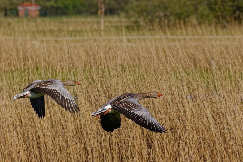 Update vogelgriep: laatste beperkingszone in België opgeheven