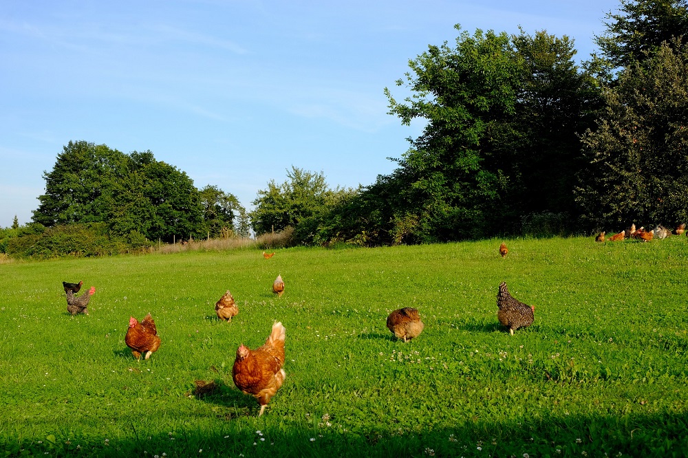 Situatie vogelgriep in België en de buurlanden