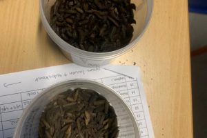 Insecten kunnen mogelijk een rol spelen in stikstofreductie