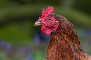 Boeren op een Kruispunt, een organisatie in woelige landbouwtijden