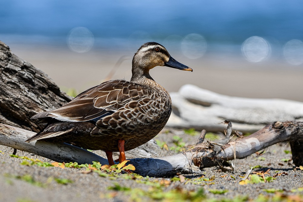 Nieuwe gevallen HPAI in België bij wilde vogels