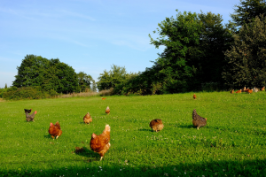 Ophokplicht pluimvee deels ingetrokken