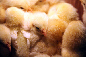 Vogelgriep vastgesteld op pluimveebedrijf in Minnertsga