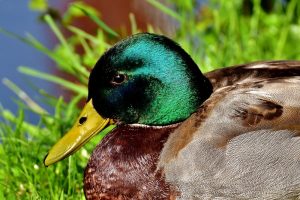 Vogelgriep vastgesteld bij hobbyhouderij in Watergang