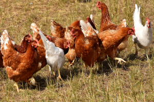 Marokkaanse pluimveehouderij in ontwikkeling