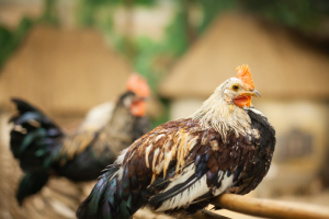 Twee gevallen van vogelgriep deze week in Nederland