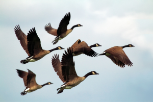 Aantal vogelgriepgevallen bij wilde vogels in België onderbelicht