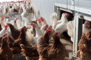 Vogelgriep H5: Besmetting met hoog pathogeen vogelgriepvirus bevestigd bij een pluimveebedrijf in Turnhout