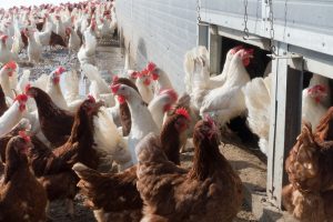 Vogelgriep vastgesteld in Ospel (Limburg, NL)