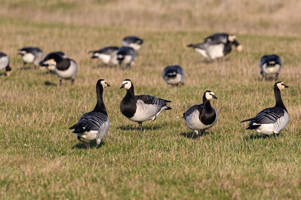 H5N1-uitbraken bij hobbyhouders en wilde vogels - Stand van zaken opheffen zones