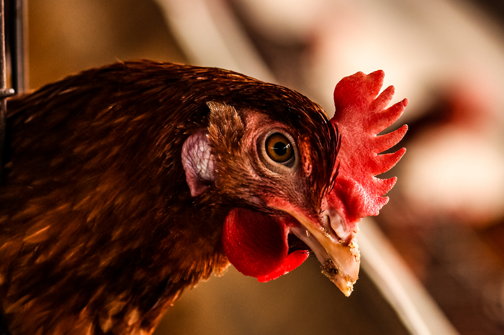 Trefdag pluimveehouderij