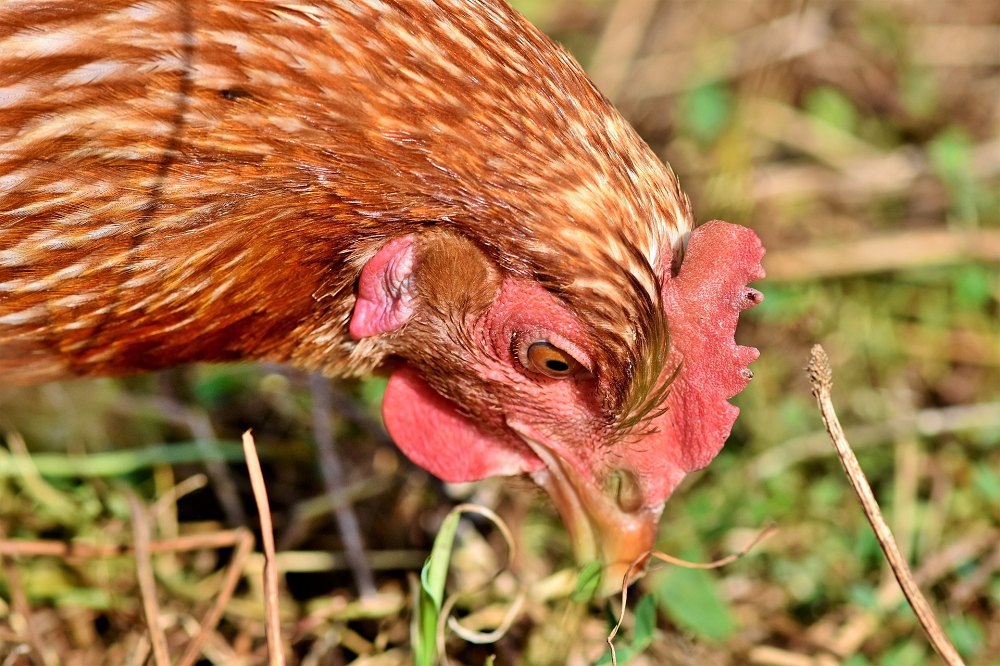 Arvesta lanceert Proxani als nieuw merk voor de veehouderij van de toekomst