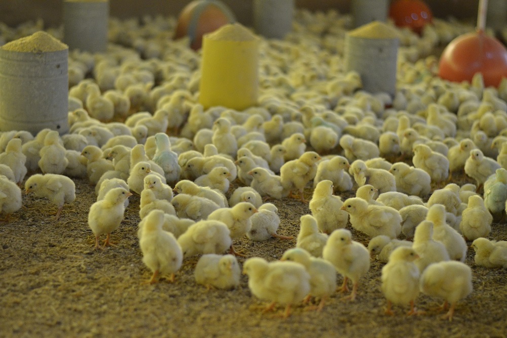 Welzijnskip wordt stilaan de nieuwe standaard bij Colruyt Laagste Prijzen en Okay