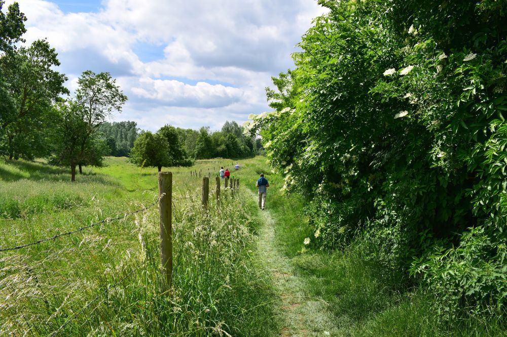 Teleurstelling in akkoord over EU-natuurherstelwet