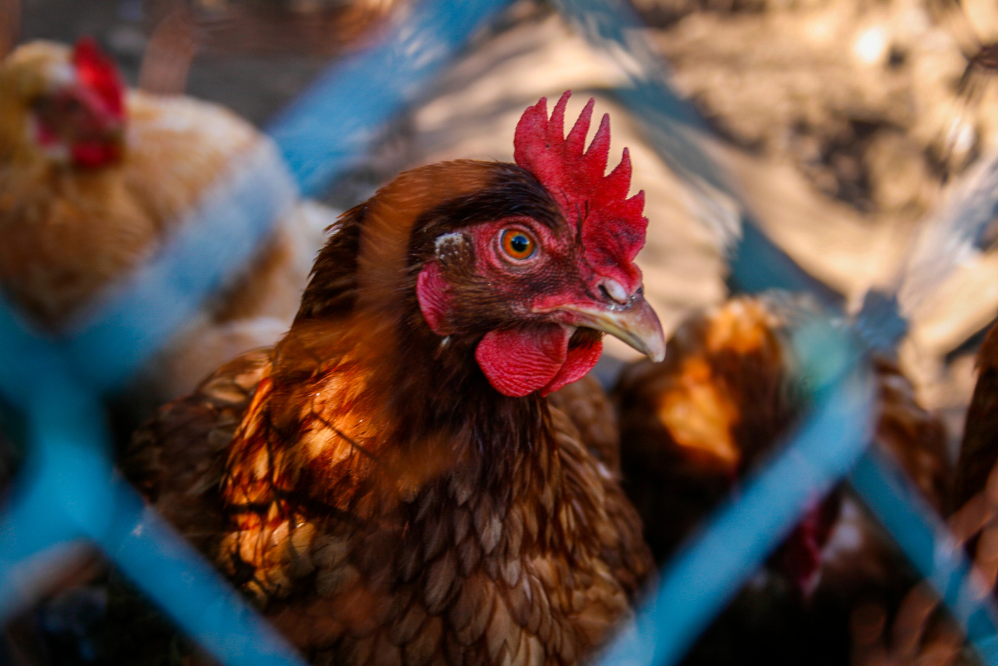 Tweede besmetting met hoog pathogene variant bevestigd in een legbedrijf in Diksmuide